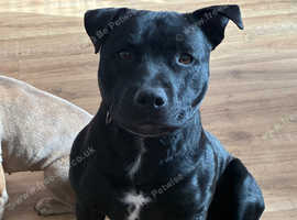 1 year old male staffy