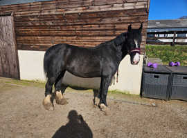 Project/companion *quick sale proffered* due to lack of jockey/time