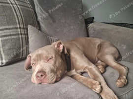 Weimaraner