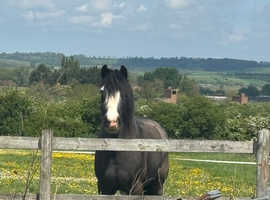 Pixie 14.1hh cob