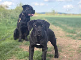 Corso x presa canario