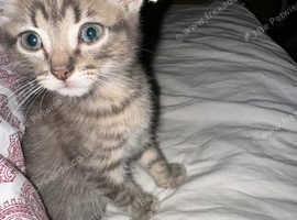 A female 8 weeks old