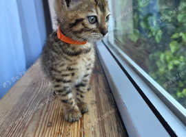 Lovely beganl girl (Tica reg.)