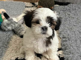 Lhasa Apso girl puppy available next week