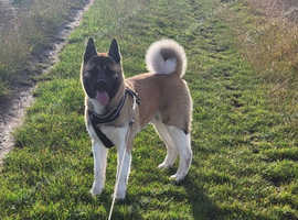 Kc akita