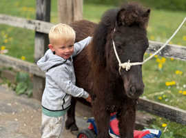 Standard Shetland filly