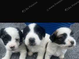 Sealyham terrier
