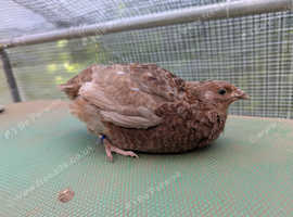 Quail boys