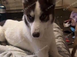 Male husky