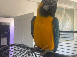 Maco