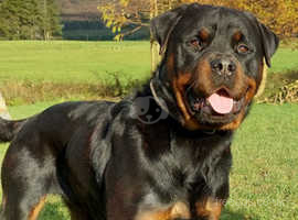 Rottweiler Dogs and Puppies in Armagh | Find Puppies and Dogs at Freeads in  Armagh's #1 Classified Ads