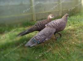 Grey Peacock Pheasant
