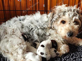 JACK RUSSEL X PUPPIES 3 Males 1 Female only 1 left