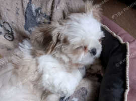 Beautiful male puppy