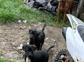 Patterjack puppies ready now