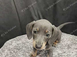 Blue & Tan Dachshund Puppies