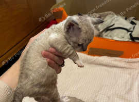 Devon Rex kittens - grey blue coats