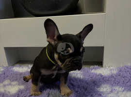 Health tested parents *Price drop* KC registered French bulldog puppies available now
