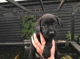 Labrador puppy looking for new home