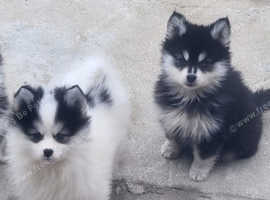 Tiny toy F4 POMSKY PUPPIES