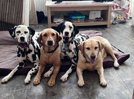 3 year old - looking for a new home. Dalmatian on the right!