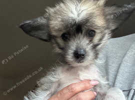 Chinese Crested puppies Hairless - Powderpuff  - Girls/Boys