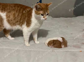 Ginger kittins