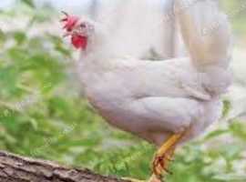 White point of Lay Hens -