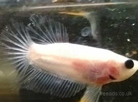 Halfmoon plakat bettas young home bred and healthy pairs available.