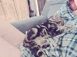 Two gorgeous kittens girls