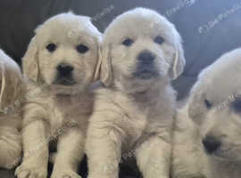Kennel Club Golden Retriever Puppies Looking for Their Forever Homes