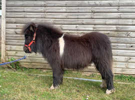 Fully registered Miniature Shetland filly