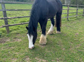 Beautiful kind cob