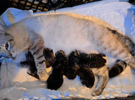 Snow bengal x ragdoll