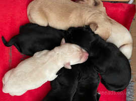 5 generation pedigree black and yellow Labrador puppies
