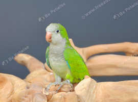 Baby Green Quaker,18