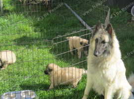 Belgian Shepherd Tervuren (Not Mallinois!) Puppies - Ready now