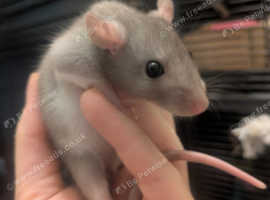 Baby male rats