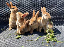 Mini Rex bunnies