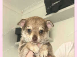 Pomchi puppies