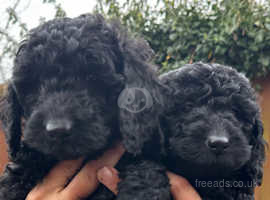 Ready ! 1st class F1b PRA/DNA tested sproodle pups