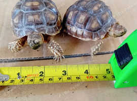 Baby Sulcata Tortoises (Africa)