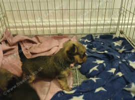 Miniature toy Yorkshire terrier Cross Chihuahua