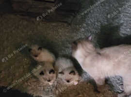 3 beautiful bundles of fun