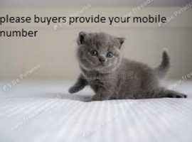 Kitten