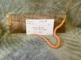 Albino hognose snakes for sale! Last years babys