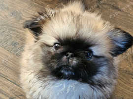 Beautiful Pekingese puppy boy