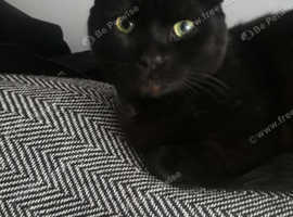 Buster. Male cat. 1 year old. Friendly.