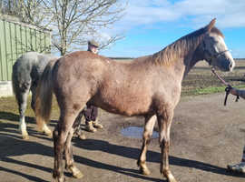 Pure breed colt