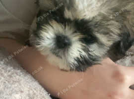 ***gone to a lovely home and forever family so happy ***1 beautiful baby boy shih tzu wating patiently for his new family and forever home